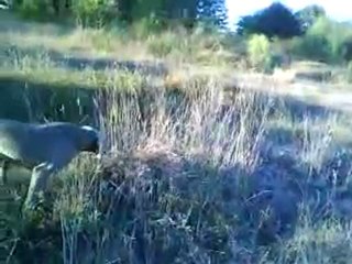 " Ghaia del Bosque de Lugh " Puppy in point . Weimaraner  El Bosque de Lugh
