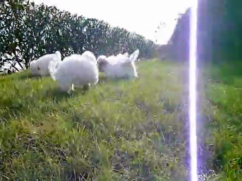 VIDEO COTON 2012