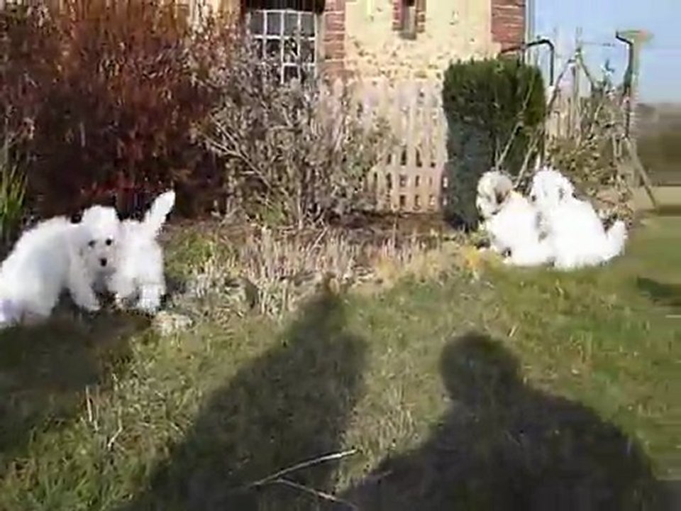 coton de tulear oki square