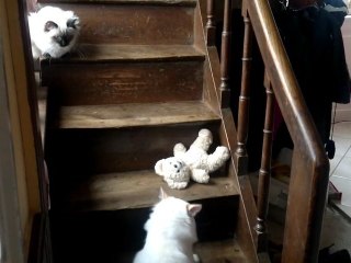 Sacha's cats GARFIELD 28 02 12