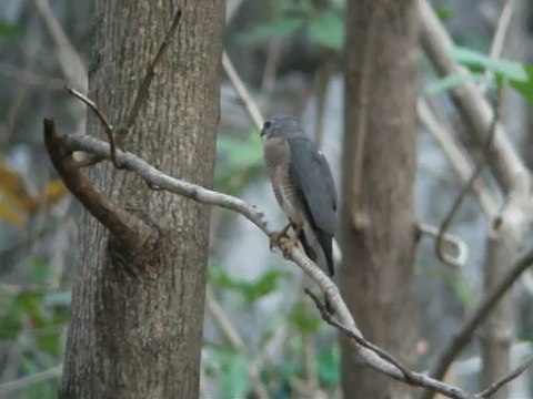 Shikra(เหยี่ยวนกเขาชิครา) At Pakchong - Khao Yai NP. Thailand