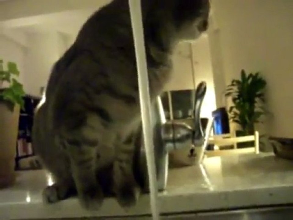 Thommy_cat