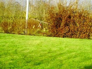 premier tour de rotor du trex avec sont nouveau proprio