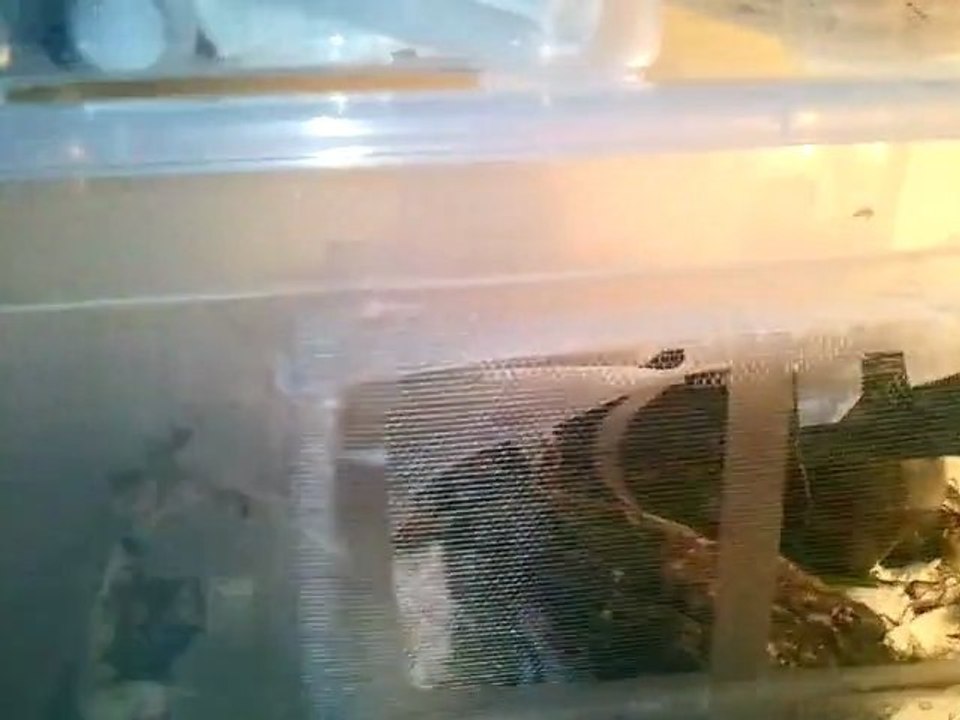 Vidéo0063