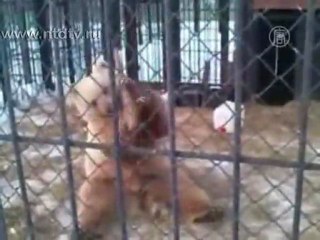 Русский кунфу-медведь покорил Интернет