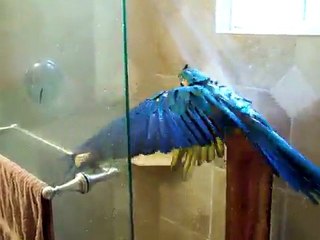 La douche du perroquet