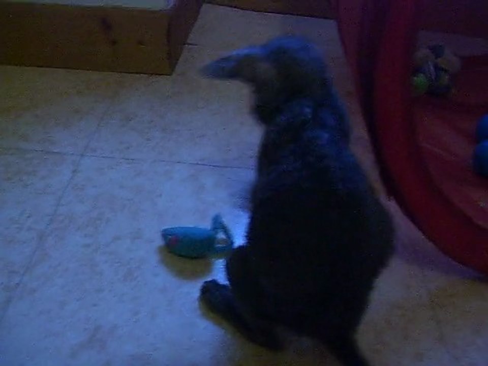 GLAMOUR DES PETITS VELOURS