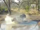 صغير وحيد القرن يدخل في معركة للدفاع عن أمه .. سبحان الله