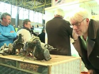 Le pigeon voyageur belge, la nouvelle passion des riches Chinois