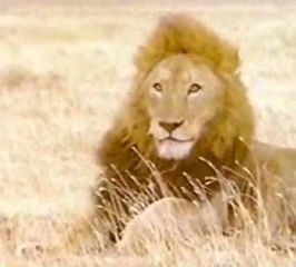 les petits lionceaux en train de jouer