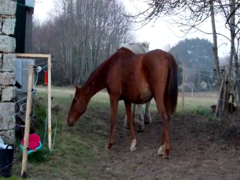 pico