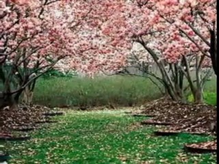 BİTİRDİ BENİ  İSMAİL ÇAKMAK