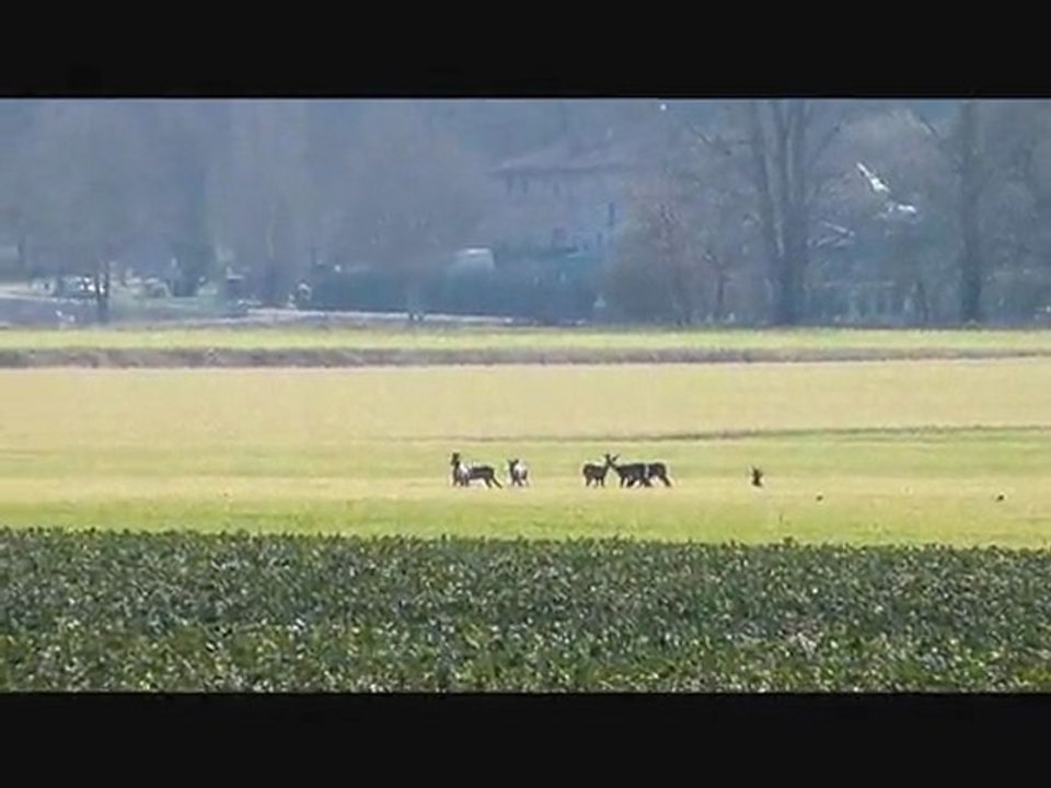 Les chevreuils aussi profitent de cette belle journée