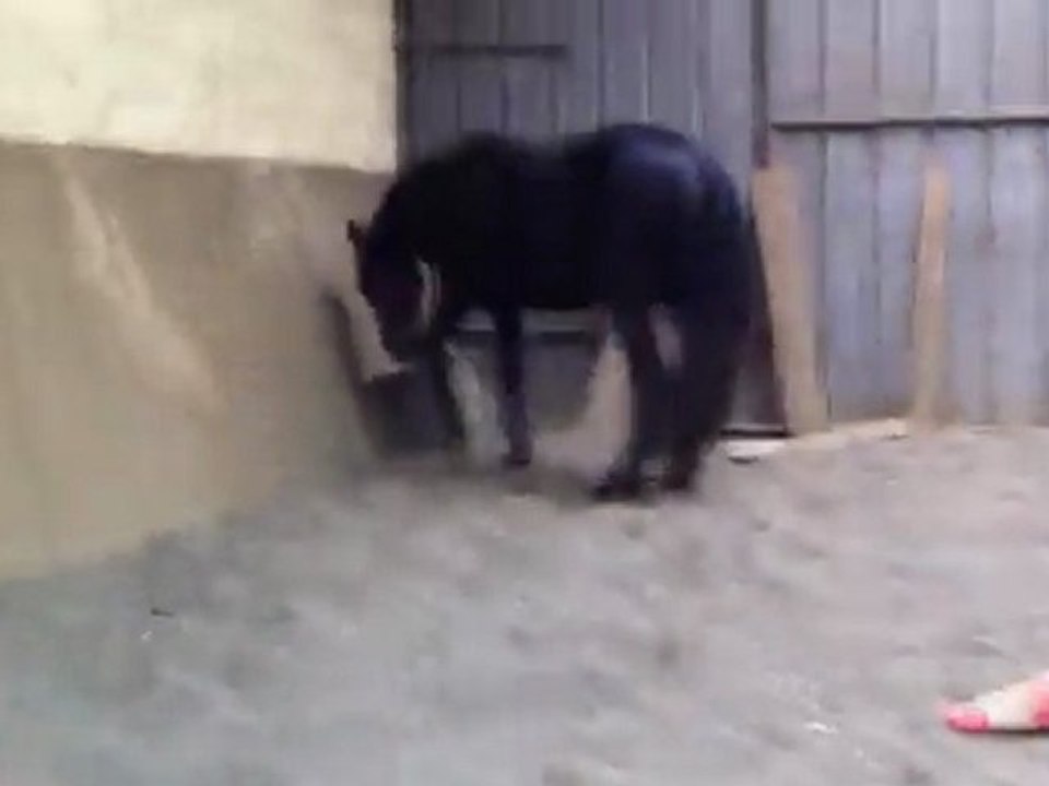 2012 02 14 Aslan