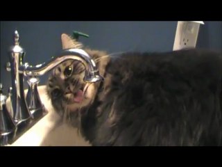 Two Large Cats .... One Small Sink