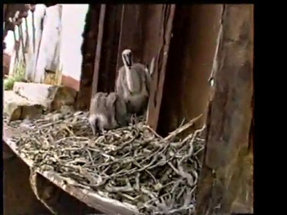 Angry Birds in real life - Angry Birds na vida real