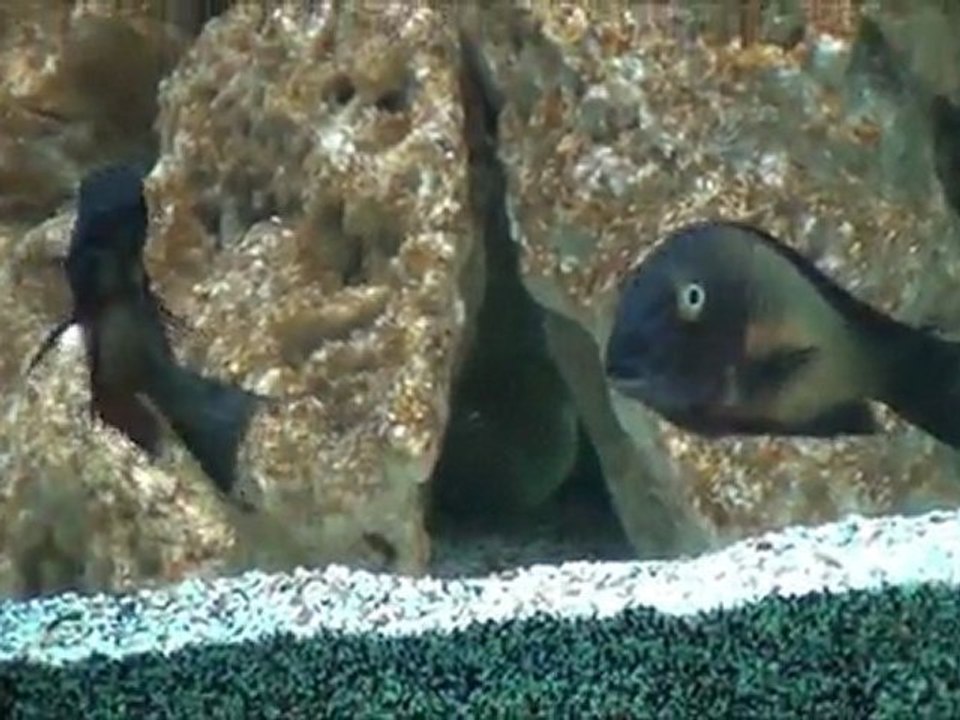 2012-02-28 - Tropheus moorii (Ilangi) wilds