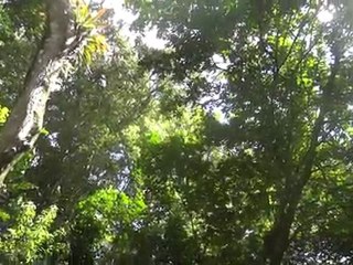 GUATEMALA: Ruine Maya de Aguateca, en compagnie des singes hurleurs.