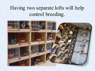 A Perfect Home for Pigeons