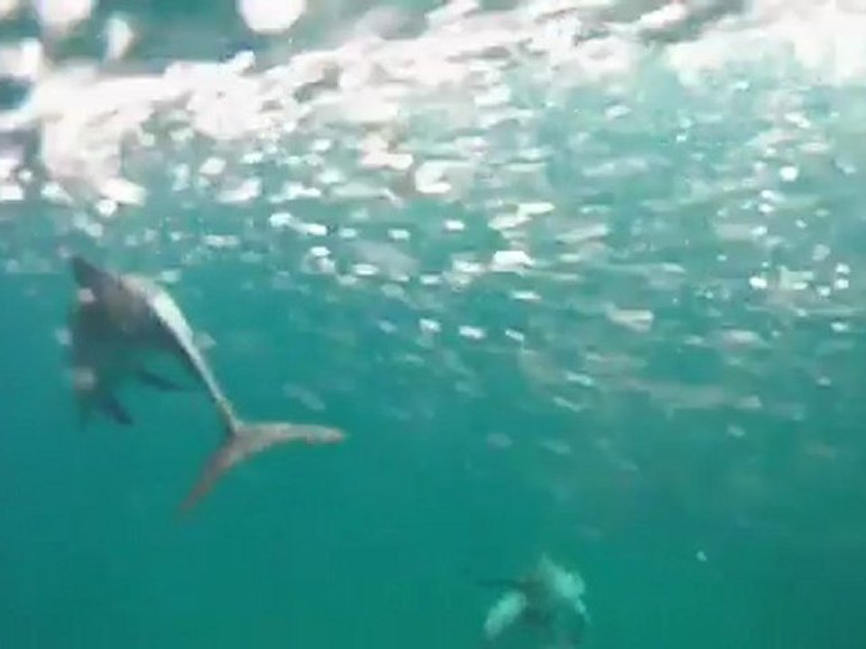 Spinner dolphins playing with Diveaway Fiji