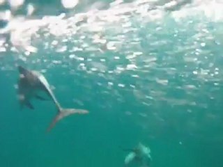 Spinner dolphins playing with Diveaway Fiji