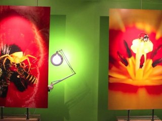 Zoom sur les insectes