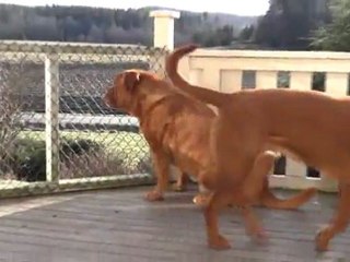 Dogue de Bordeaux on the porch
