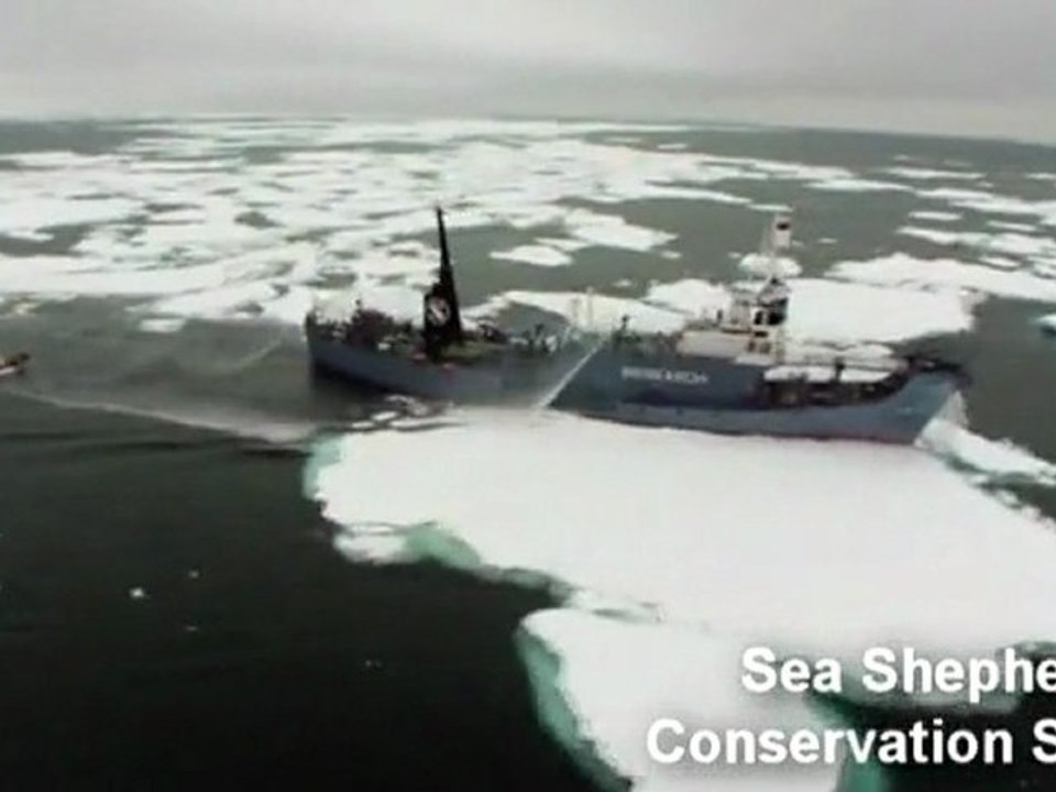 Activists intensify whaling campaign