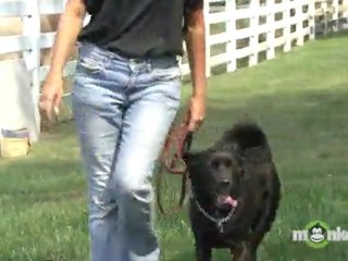 Leashed Dog Walking 101