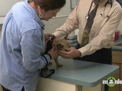 How to Care for Your Spayed or Neutered Pet