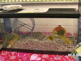 How to Evacuate Your Pets in an Emergency