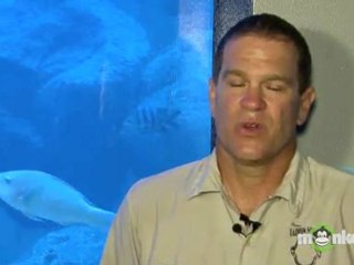 Tips for Preventing Shark Attacks