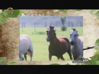 Todo sobre mi padre "Todo este campo es mio"