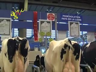 Sissi - Grande championne du SIA 2012 en Prim'Holstein