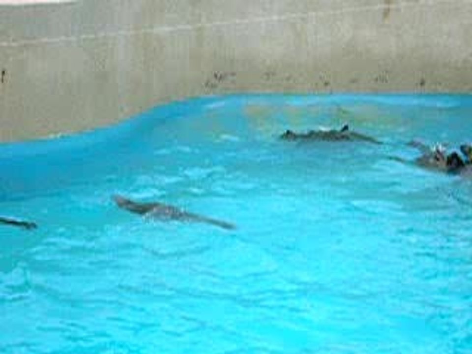 Marineland otaries