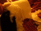 Bretzel mon vison fait des bêtises février 2012 / my pet mink