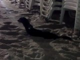 Bretzel mon vison dans le sable la nuit aout 2011 / my pet mink
