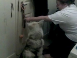 Clicker training for door pulling