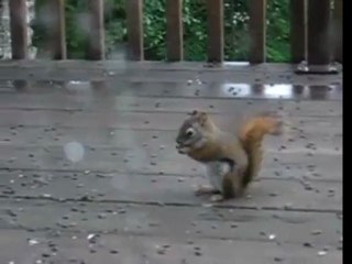 Squirrel epic fight!