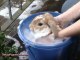 Bunnies Taking a Bath!
