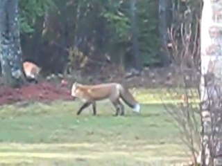 Wild foxes in Nova Scotia