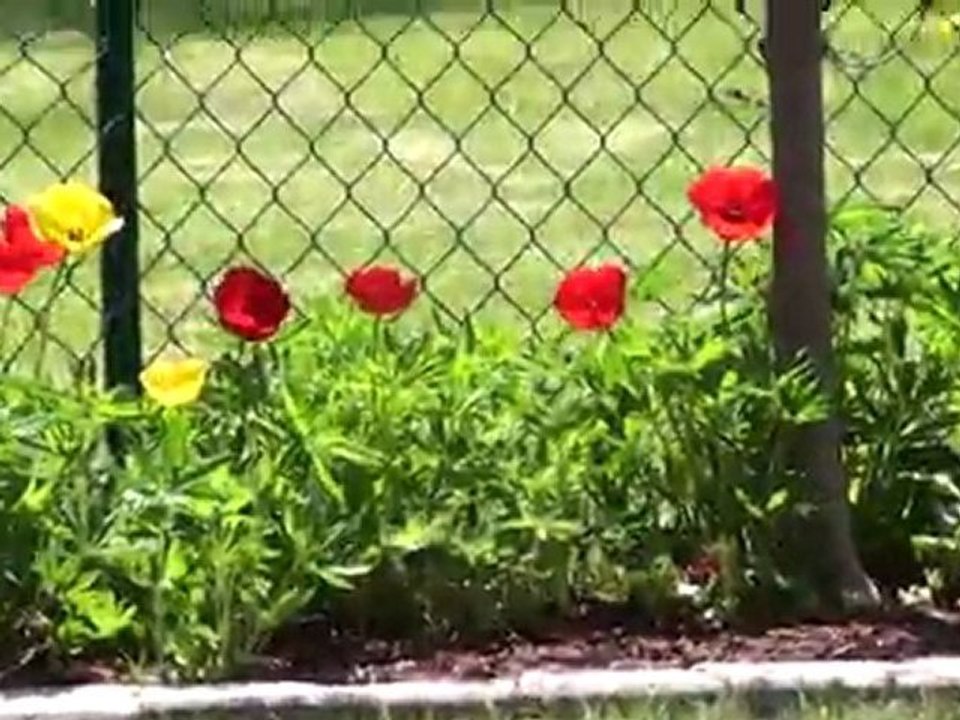 backyard garden in High Def
