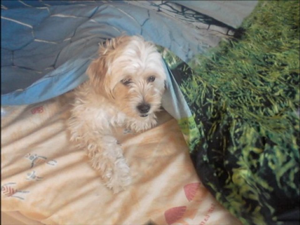 les chiens