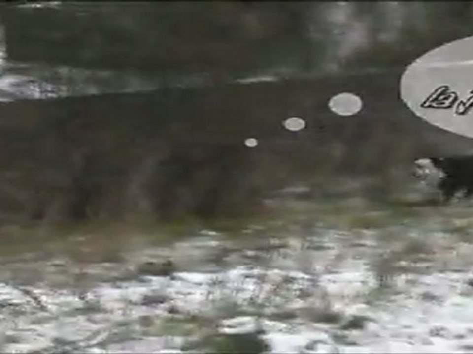 Chien à la neige