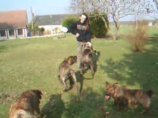 Dogo Canario
