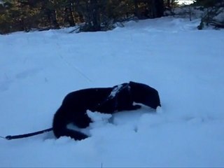 Compilation Bretzel mon vison à la neige 05/02/2011 / my pet mink in snow