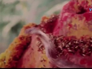 Bannari Amman scene 20.mov