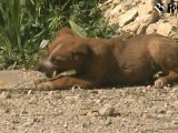 Bagheria:100 cani rischiano la morte per fame