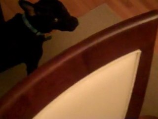 Kitty vs Puppy: Advanced Fighting Techniques