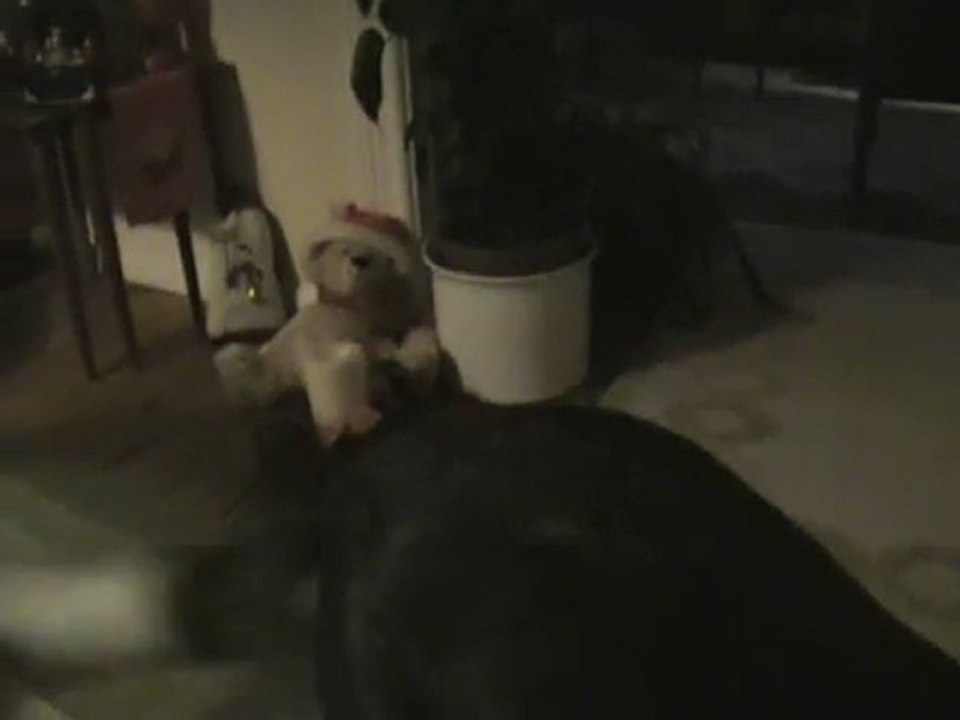 Our Family dog Kaja. Der Familienhund Kaja 02